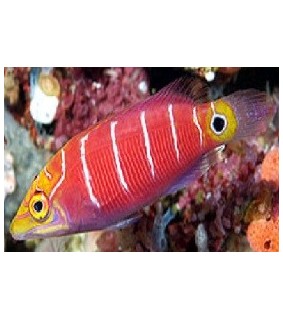 Pseudocheilinus ocellatus